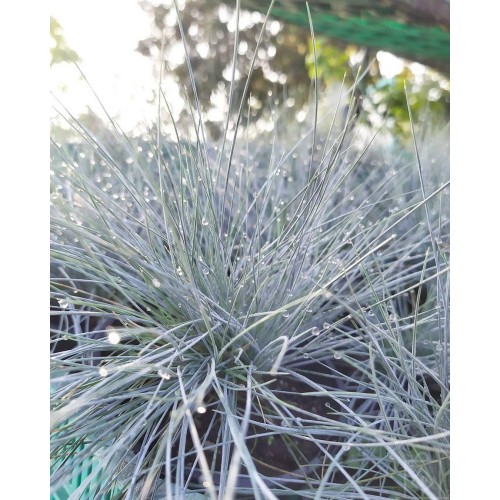 Kostrzewa sina ‘Eisvogel’ (Festuca glauca)