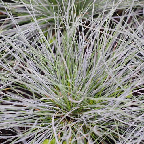 Kostrzewa sina ‘Elijah Blue’ (Festuca...