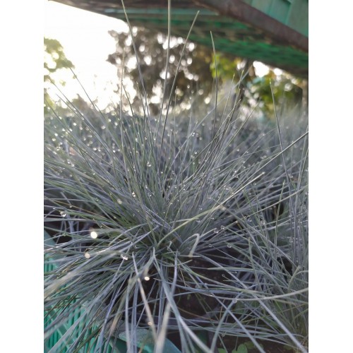 Kostrzewa sina ‘Elijah Blue’ (Festuca...