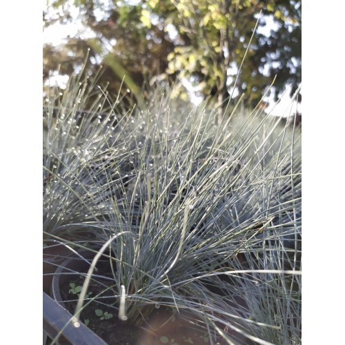 Kostrzewa sina ‘Elijah Blue’ (Festuca...