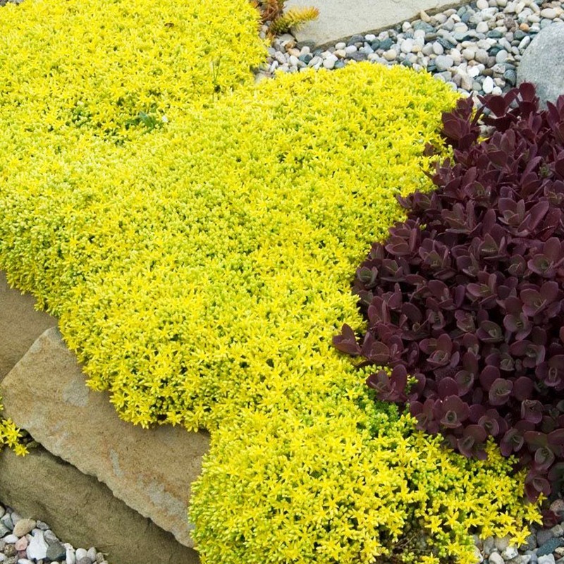Rozchodnik ostry ‘Aureum’