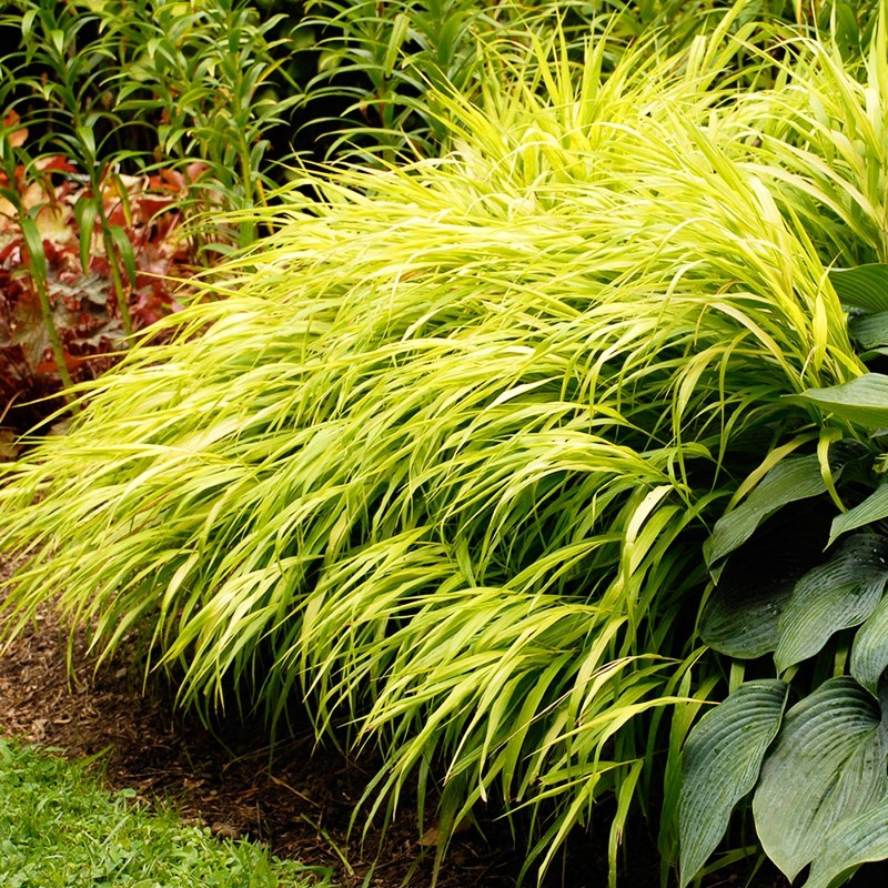 Hakonechloa smukła ‘Stripe It Rich'