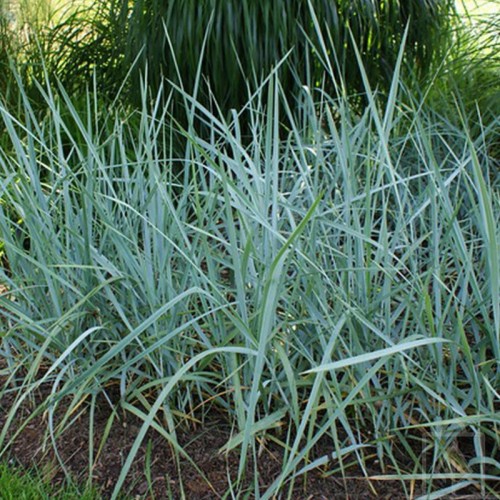 Wydmuchrzyca piaskowa ‘Blue Dune’ (Leymus...