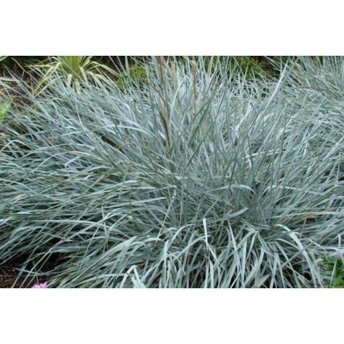 Wydmuchrzyca piaskowa ‘Blue Dune’ (Leymus...