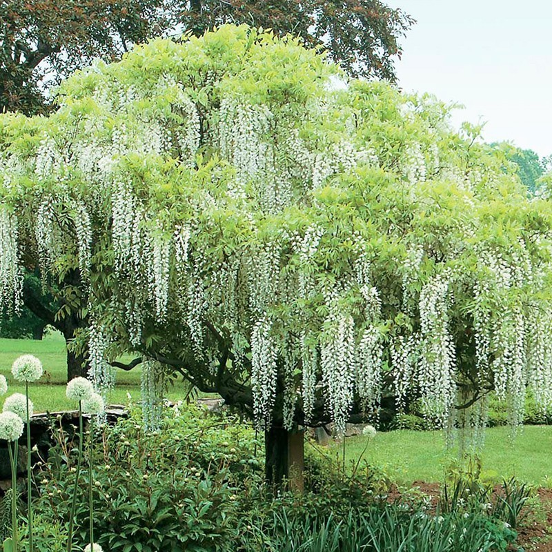 Wisteria chińska ‘Alba’