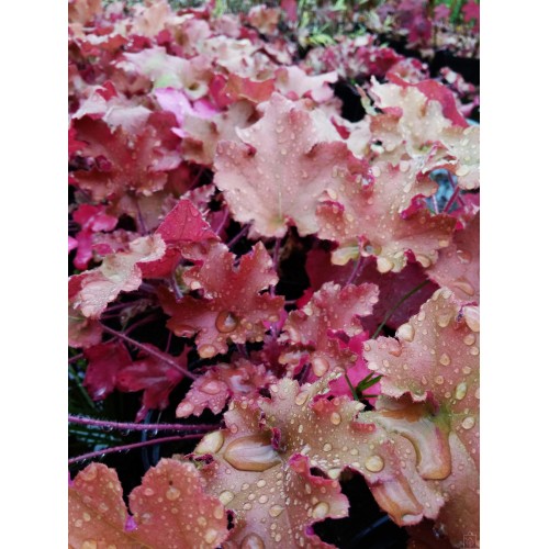 Żurawka ogrodowa ‘Marmalade’ (Heuchera hybrida...