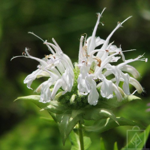 Pysznogłówka ogrodowa ‘Schneewittchen’(Monarda x hybryda)