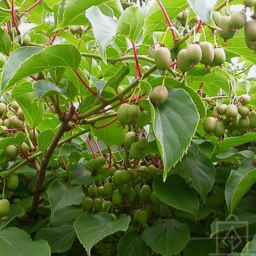 Kiwi samopylne ‘Issai’ (Actinidia arguta)