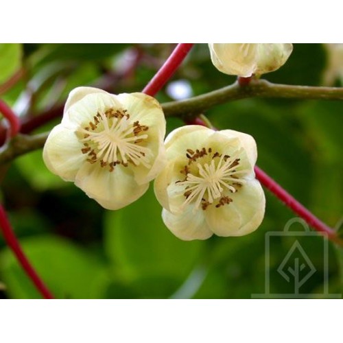 Kiwi samopylne ‘Issai’ (Actinidia arguta)