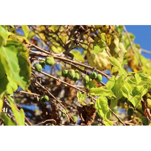 Kiwi samopylne ‘Issai’ (Actinidia arguta)