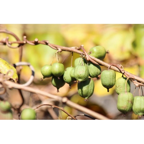 Kiwi samopylne ‘Issai’ (Actinidia arguta)