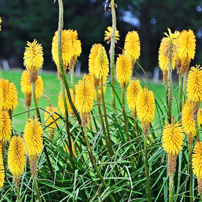 Trytoma ‘Sunningdale Yellow’