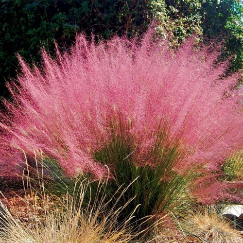 Przyostnia włosowata (Muhlenbergia capillaris)