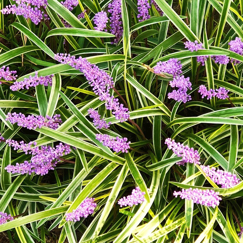 Liriope ‘Gold Banded’