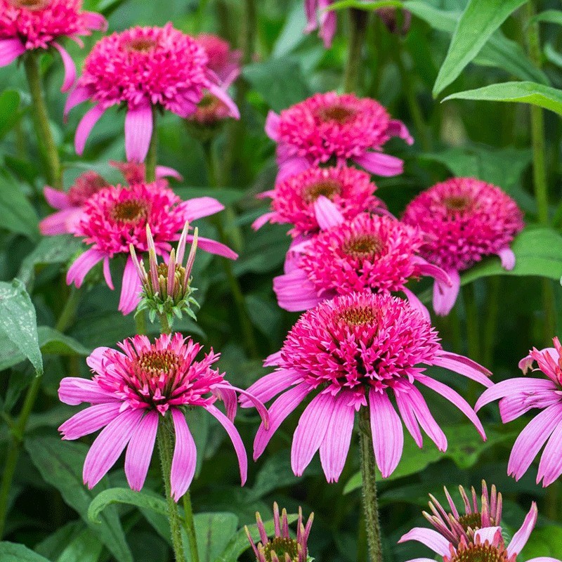 Jeżówka ‘Pink Double Delight’