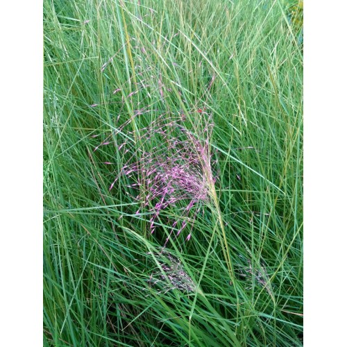 Przyostnia włosowata (Muhlenbergia capillaris)