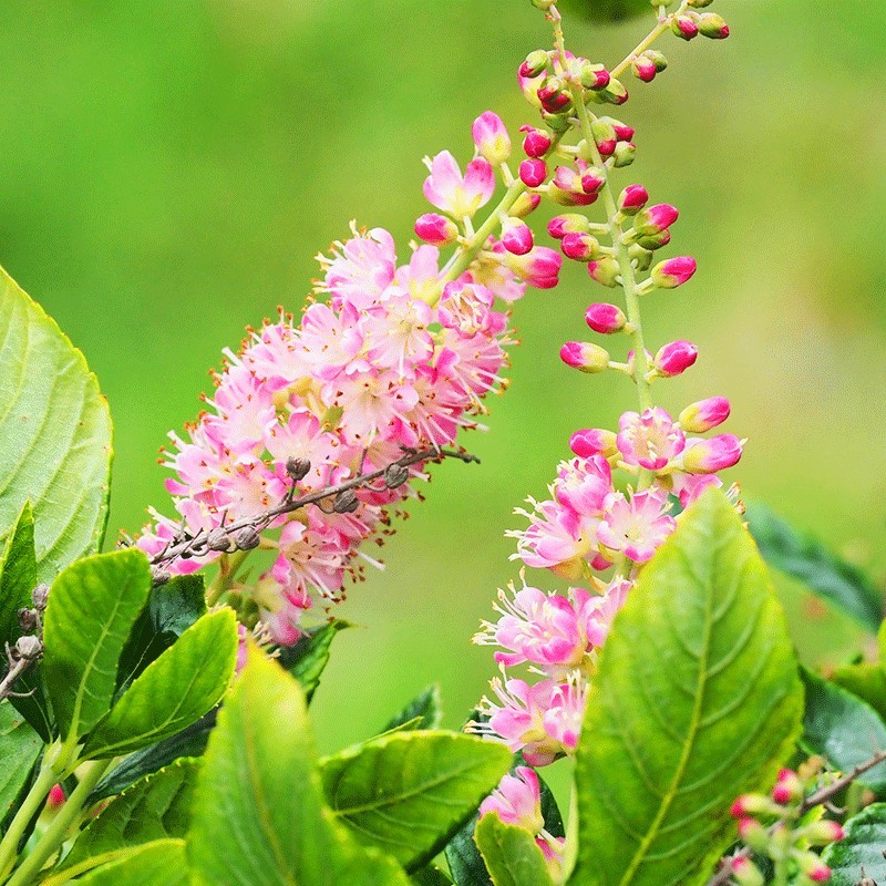 Orszelina olcholistna ‘Pink Spire’