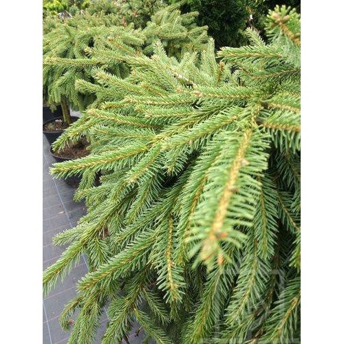 Świerk pospolity ‘Formanek’ (Picea abies)
