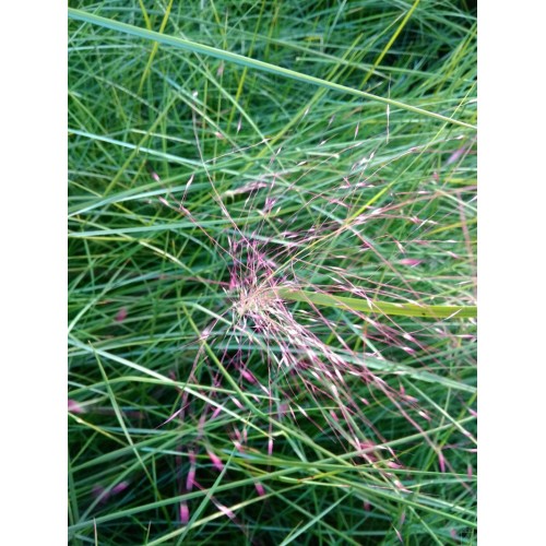 Przyostnia włosowata (Muhlenbergia capillaris)