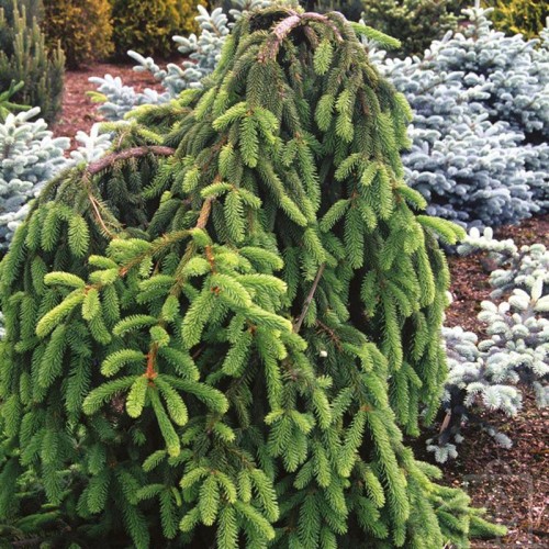 Świerk pospolity ‘Inversa’  (Picea abies)