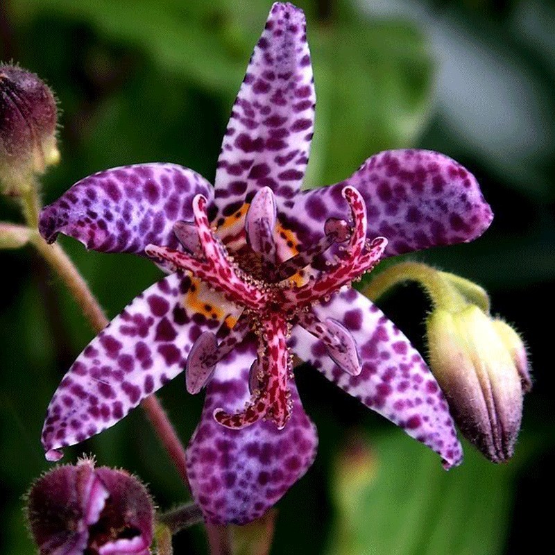 Trójsklepka tajwańska ‘Purple Beauty’