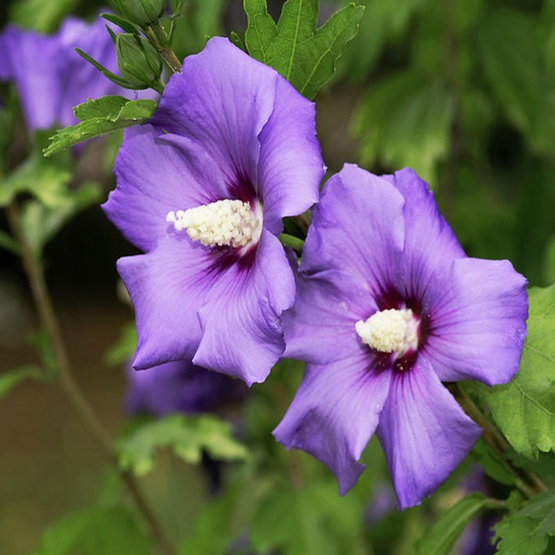 Ketmia syryjska 'Blue Bird'