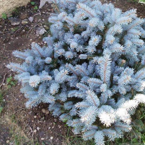 Świerk kłujący ‘Glauca globosa’ (Picea...