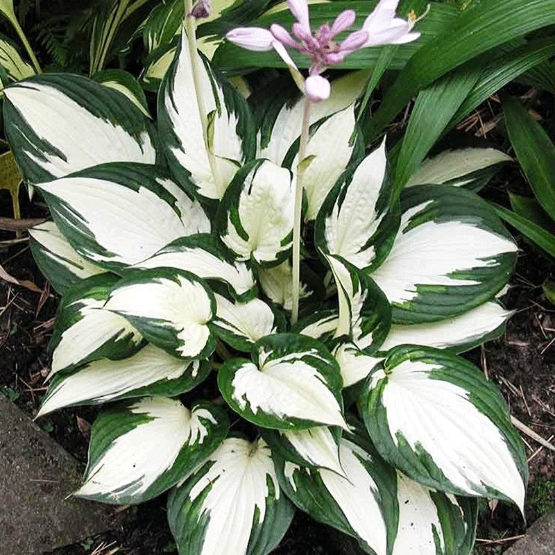 Hosta ‘Fire&Ice’