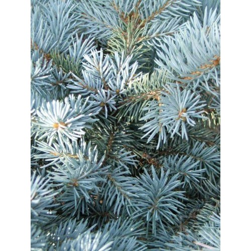 Świerk kłujący ‘Glauca globosa’ (Picea...