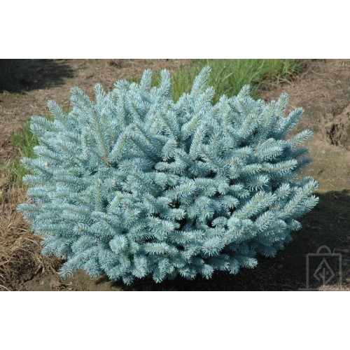 Świerk kłujący ‘Glauca globosa’ (Picea...