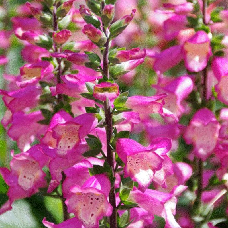 Naparstnica ‘Berry Canary’