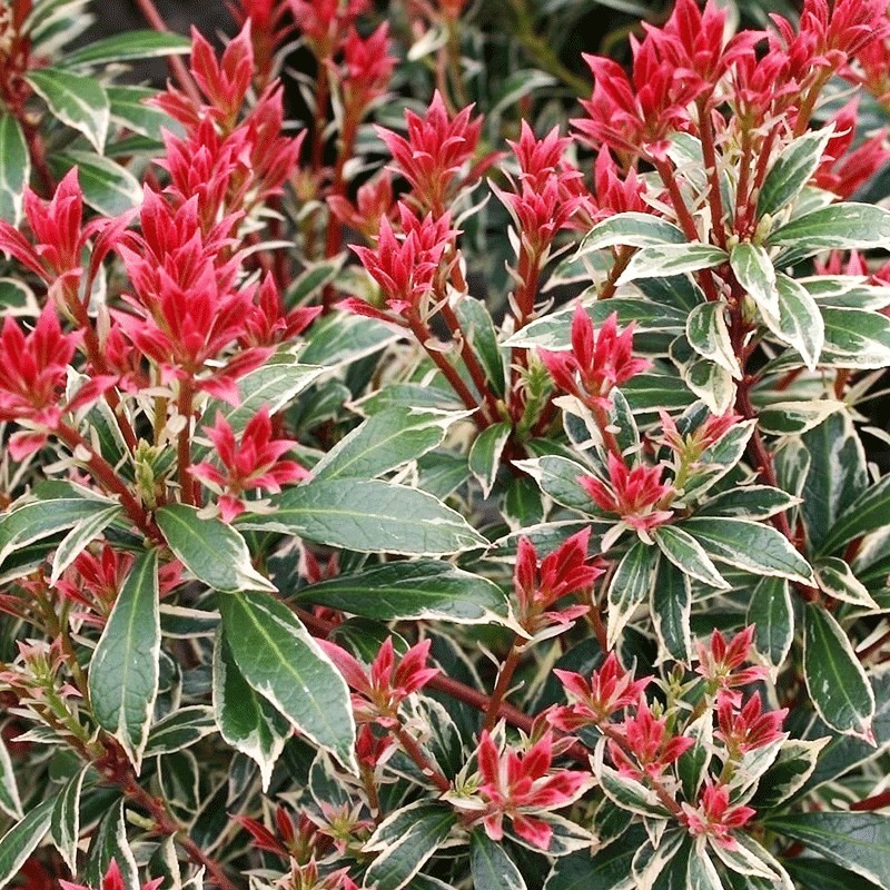 Pieris ‘Little Heath’