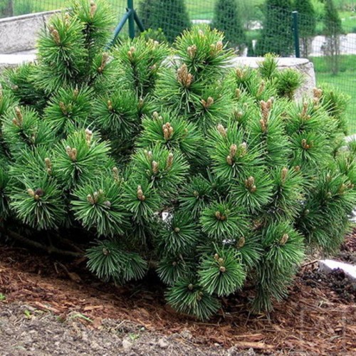 Sosna górska ‘Pumilio’ (Pinus mugo...