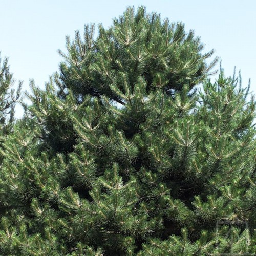 Sosna czarna (Pinus nigra)