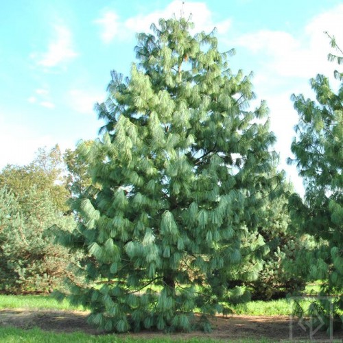 Sosna himalajska (Pinus wallichiana)