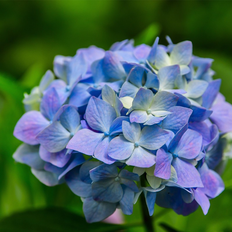 Hortensja ogrodowa ‘Sarena Blue’