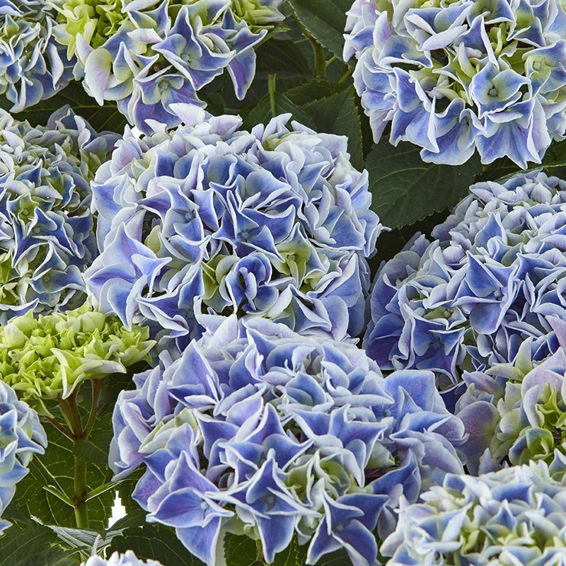 Hortensja ogrodowa ‘Saxon Candy Heart Blue’