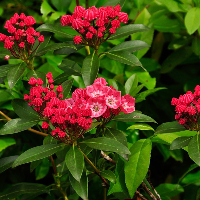 Kalmia szerokolistna ‘Beacon’