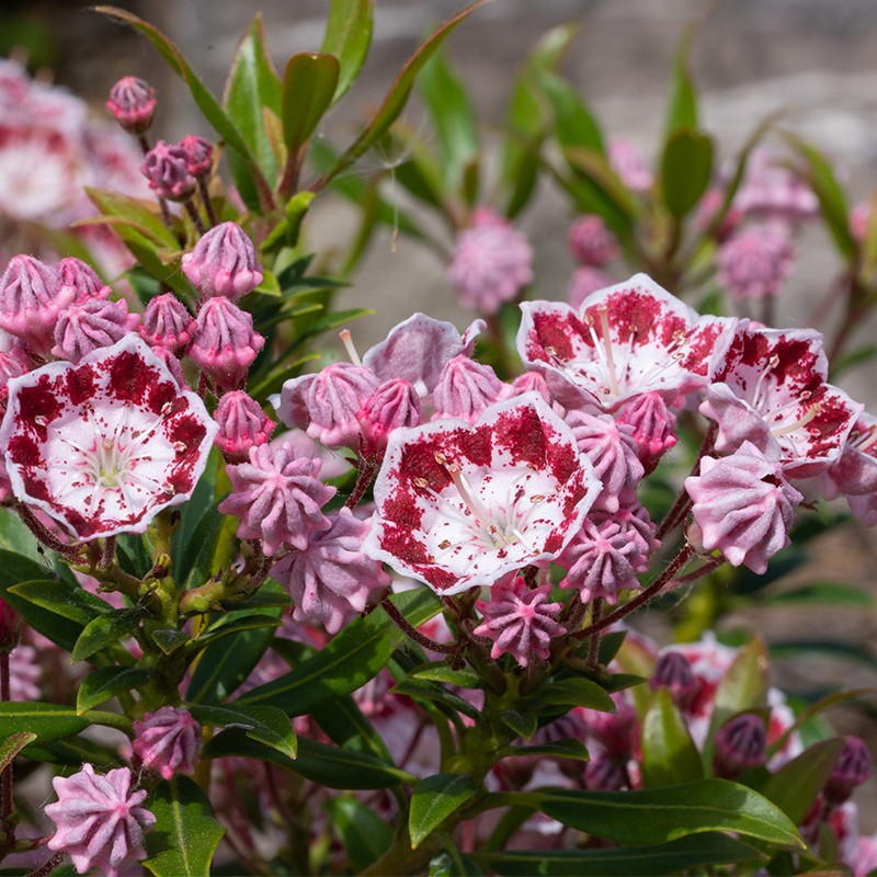 Kalmia szerokolistna ‘Ginkona’