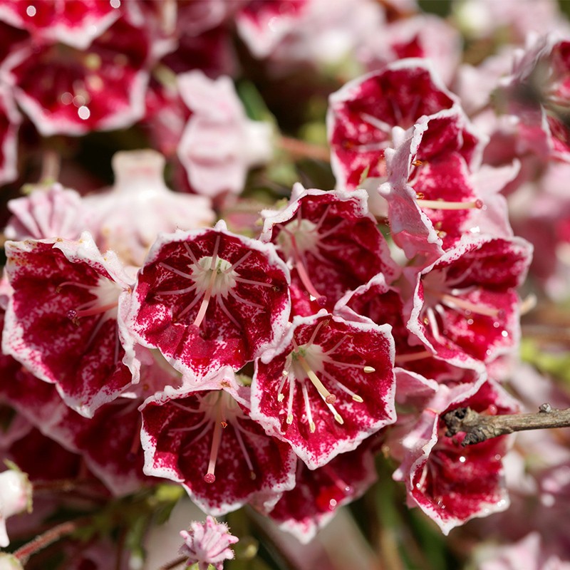 Kalmia szerokolistna ‘Kaleidoscope’