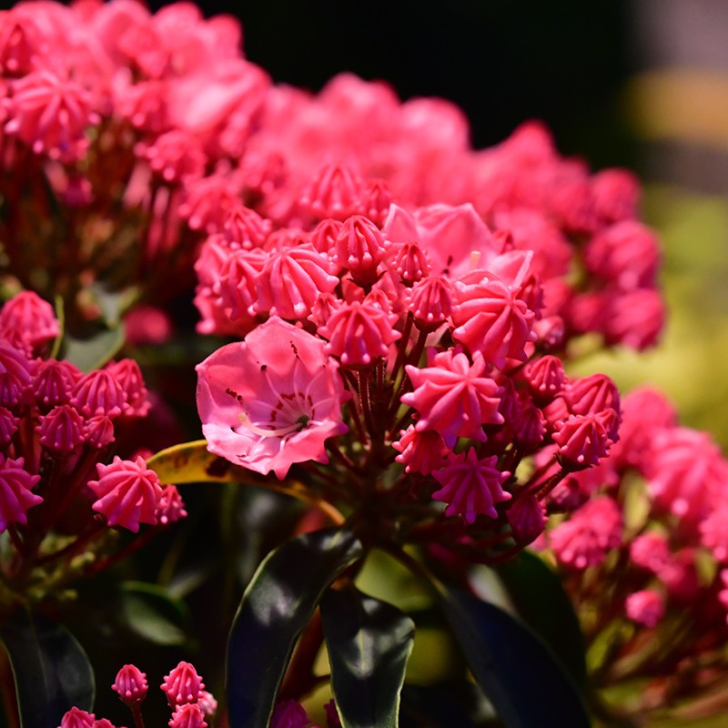 Kalmia szerokolistna ‘Kardinal’