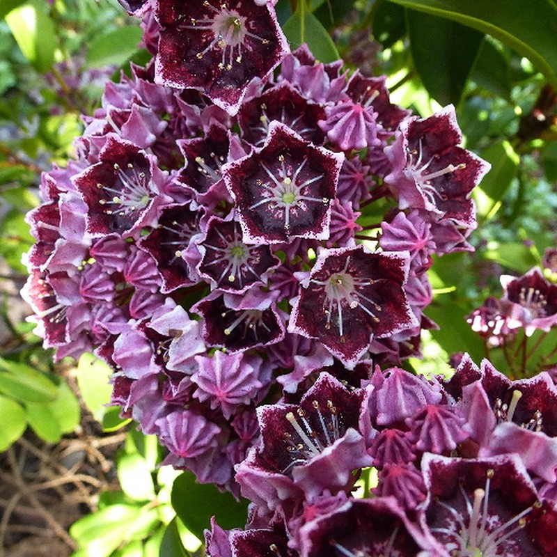 Kalmia szerokolistna ‘Latchmin’