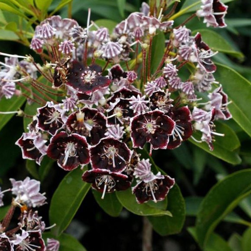 Kalmia szerokolistna ‘Mitternacht’