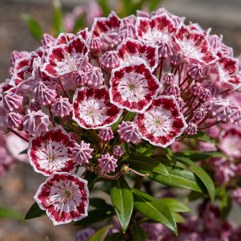 Kalmia szerokolistna ‘Nani’