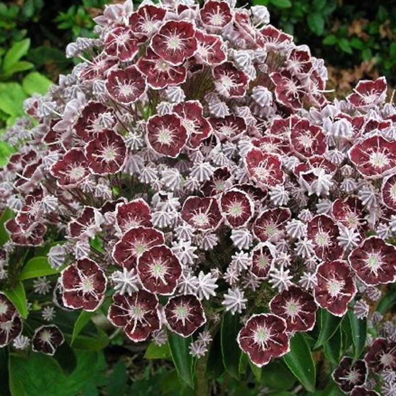 Kalmia szerokolistna ‘Tad’