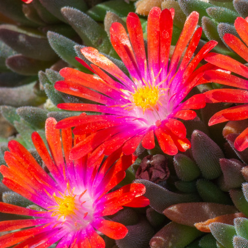 Eisblume Sundella Red