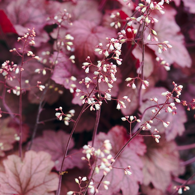 Żurawka ‘Georgia Plum’