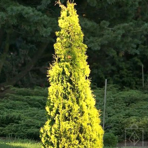 Żywotnik zachodni ‘Janed Gold’ (Thuja...