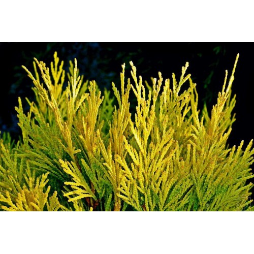 Żywotnik zachodni ‘Janed Gold’ (Thuja...