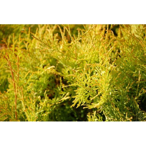 Żywotnik zachodni ‘Janed Gold’ (Thuja...